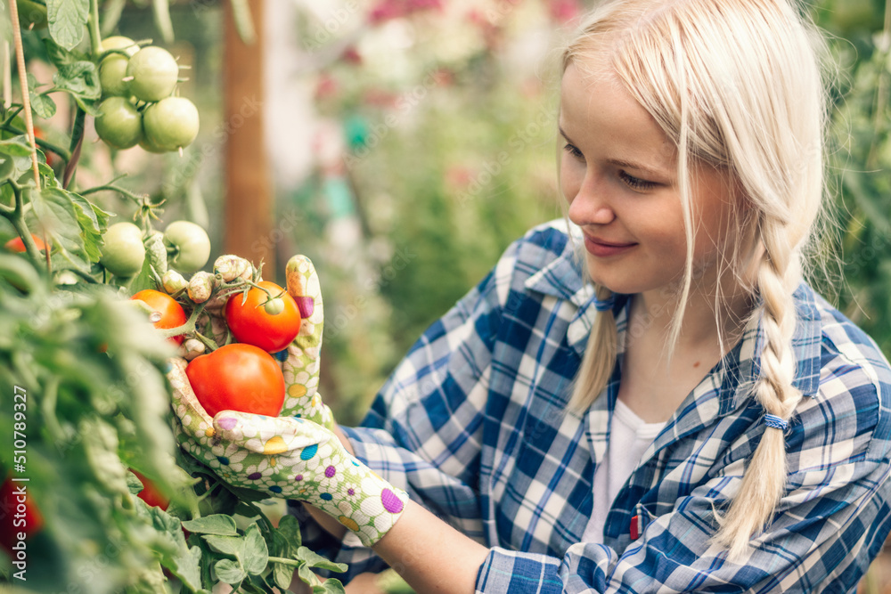 Positive blonde teenage girl in a plaid shirt is picking tomatoes in a glass greenhouse on a summer day.Summer and harvest concept.Selective focus,side view.
