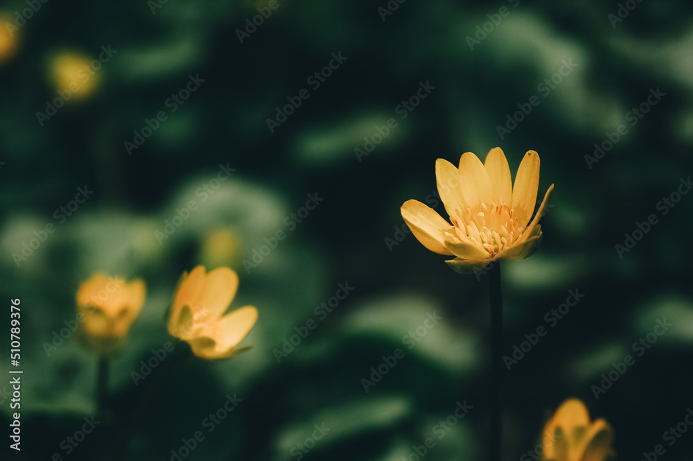 Caltha palustris dimock Caltha palustris dimock