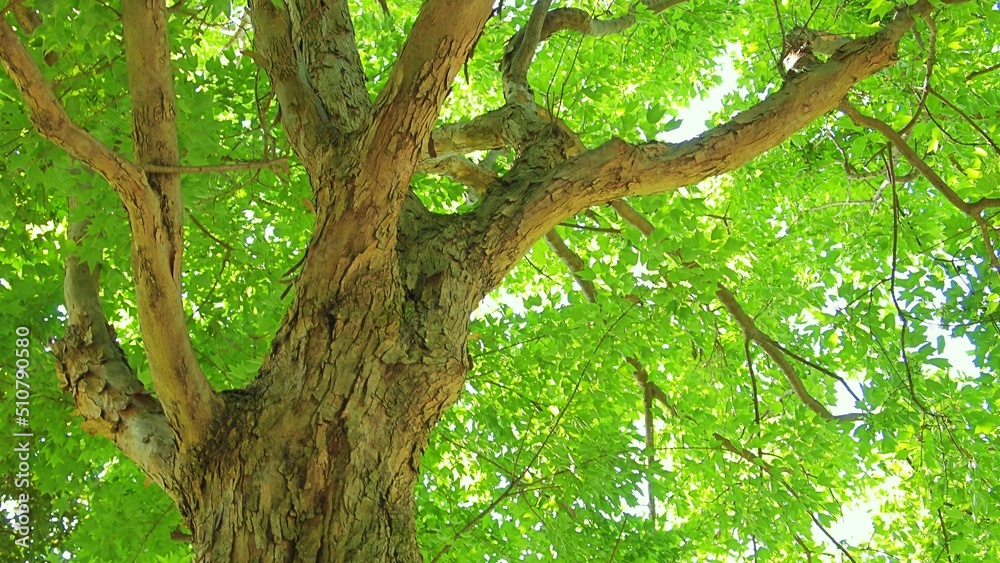 Obraz premium Forest trees and sunlight through the trees