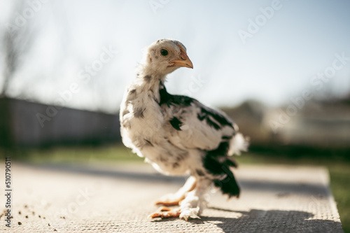 a small cockerel pecks grain Fototapet