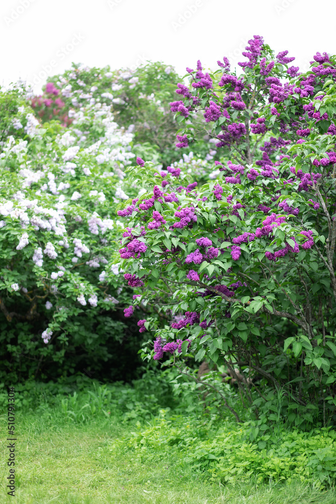 Blossom lilac flowers in spring in garden. branch of Blossoming purple lilacs in spring. Blooming lilac bush. Blossoming purple and violet lilac flowers. Spring season, nature background. aroma,	