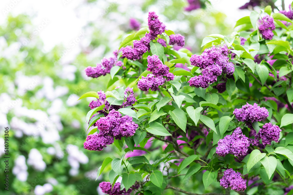 Blossom lilac flowers in spring in garden. branch of Blossoming purple lilacs in spring. Blooming lilac bush. Blossoming purple and violet lilac flowers. Spring season, nature background. aroma, Blossom lilac flowers in spring in garden. branch of Blossoming purple lilacs in spring. Blooming lilac bush. Blossoming purple and violet lilac flowers. Spring season, nature background. aroma,