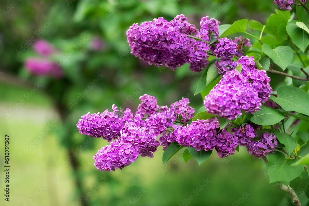 Blossom lilac flowers in spring in garden. branch of Blossoming purple lilacs in spring. Blooming lilac bush. Blossoming purple and violet lilac flowers. Spring season, nature background. aroma, Blossom lilac flowers in spring in garden. branch of Blossoming purple lilacs in spring. Blooming lilac bush. Blossoming purple and violet lilac flowers. Spring season, nature background. aroma,