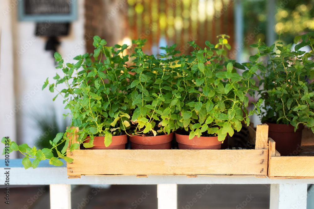 Mixed Green fresh aromatic herbs - melissa, mint, thyme, basil, parsley in pots. Aromatic spices Growing at home. Kitchen herb plants in pots. Fresh spices herbs on balcony garden in pots. Gardening	