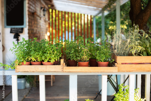 Obraz na plátně Mixed Green fresh aromatic herbs - melissa, mint, thyme, basil, parsley in pots