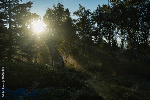 山林の朝 © Hibiki