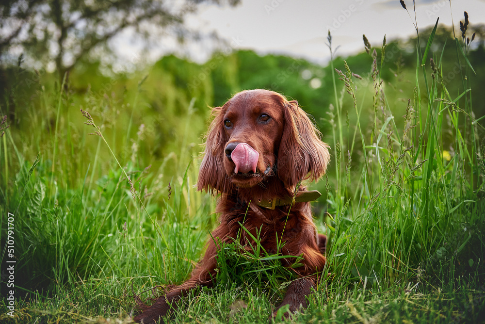 Dog breed red irish setter portrait closeup
