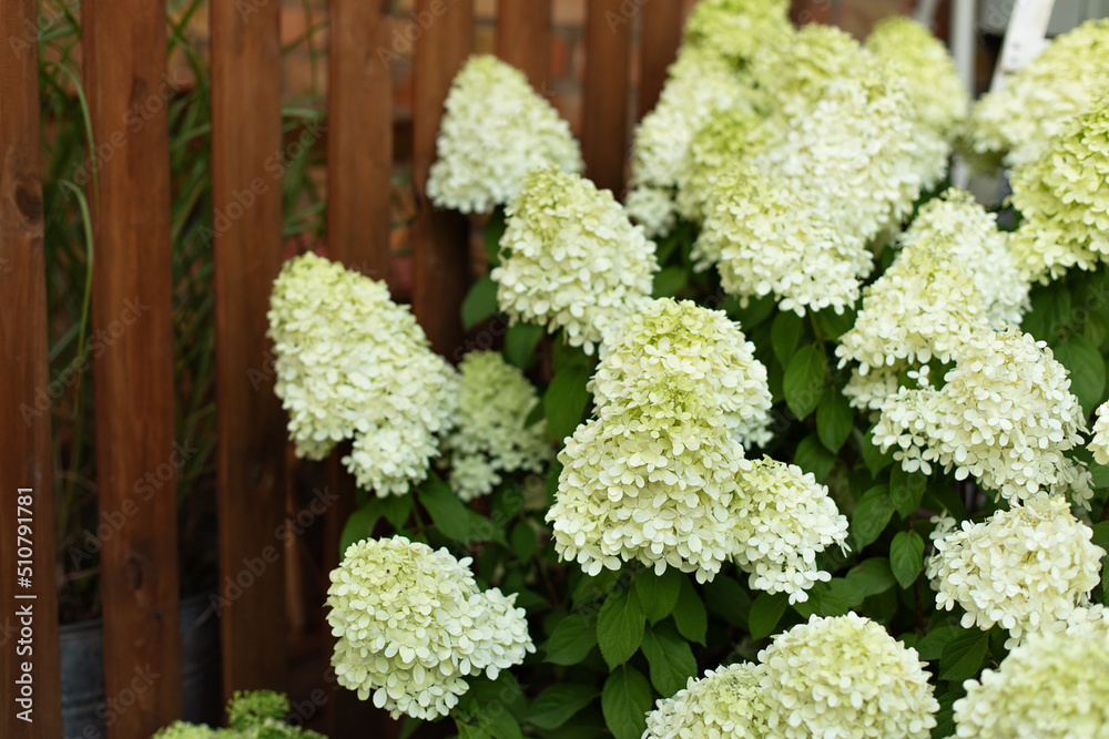 Macro photo of hydrangea. View of blooming bushes hydrangea against background of wooden wall of terrace. White hydrangea along wooden picket fence. Fence with summer Flowers. Beautiful flower garden Macro photo of hydrangea. View of blooming bushes hydrangea against background of wooden wall of terrace. White hydrangea along wooden picket fence. Fence with summer Flowers. Beautiful flower garden