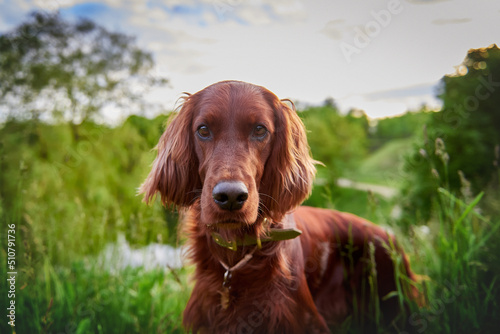 Dog breed red irish setter portrait closeup photo