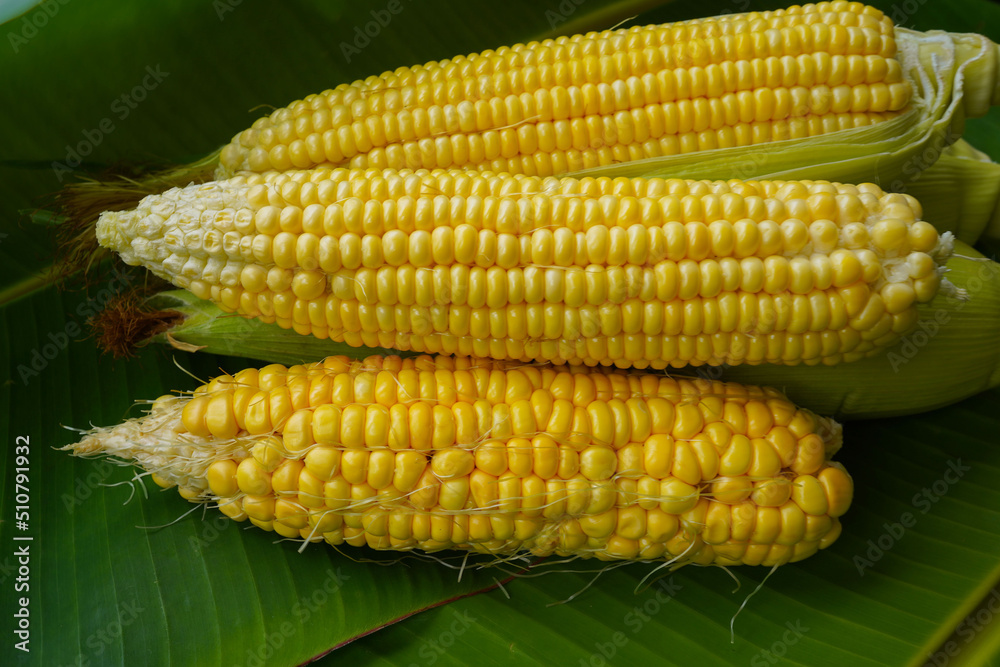 Cobs of ripe raw corn lay on a green banana leaf. Cobs of ripe raw corn lay on a green banana leaf.