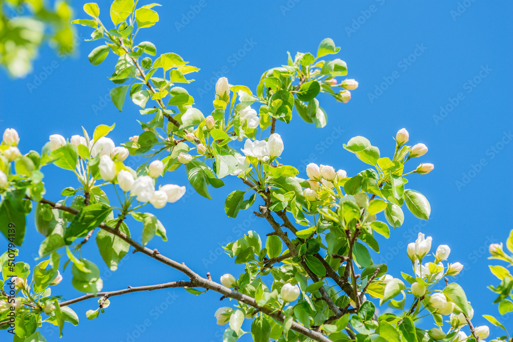 Blooming apple tree in spring. Apple flowers. Selective focus. Blooming apple tree in spring. Apple flowers. Selective focus.
