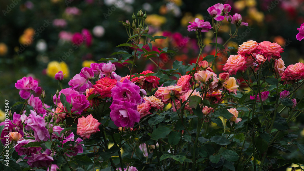 rose flowers in the garden