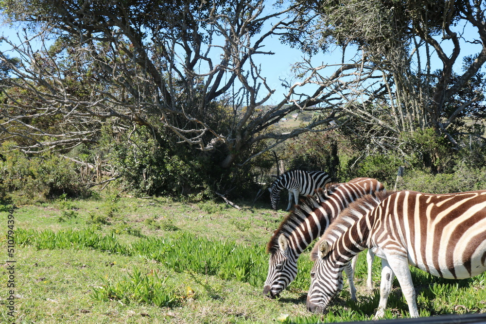 Obraz premium zebra in the wild