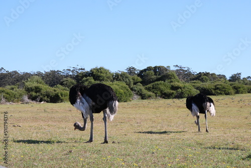 ostrich in the savannah