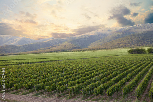 Wallpaper Mural Vineyard at sunrise. Vine against sunshine in the background Torontodigital.ca