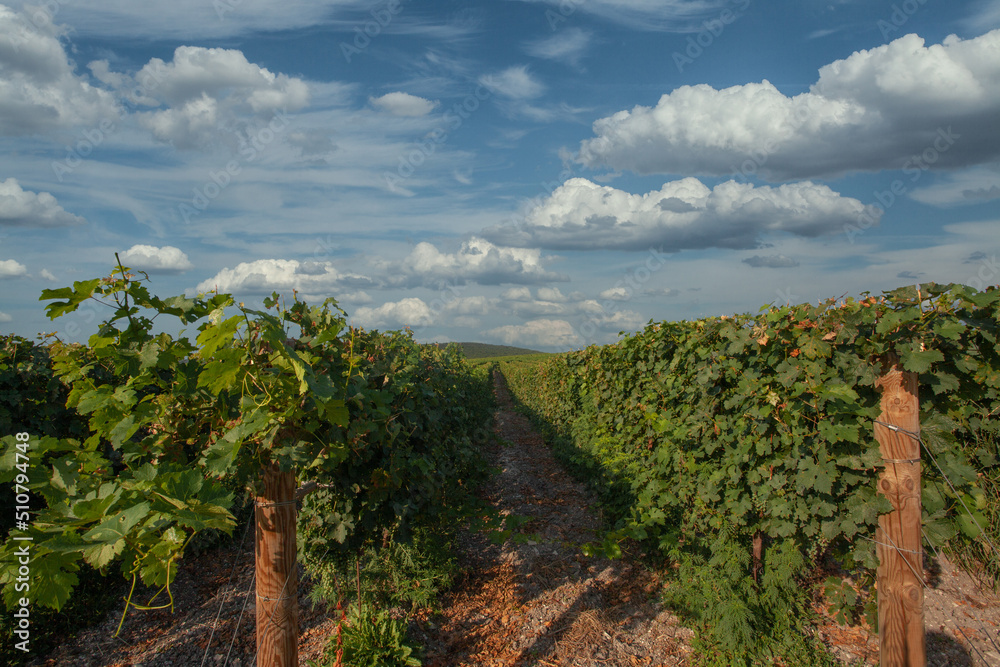 Obraz premium Beautiful vineyard in tuscan countryside in Italy.