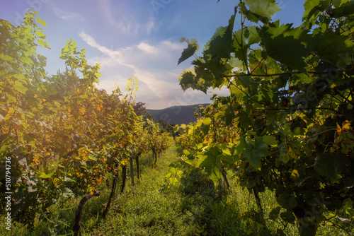 Fototapeta Naklejka Na Ścianę i Meble -  Beautiful Wine Grape Vineyard In The Morning Sun