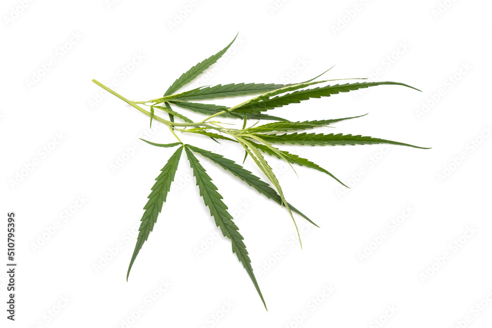 Leaf of green fresh of marijuana tree. Studio shot isolated on white Leaf of green fresh of marijuana tree. Studio shot isolated on white