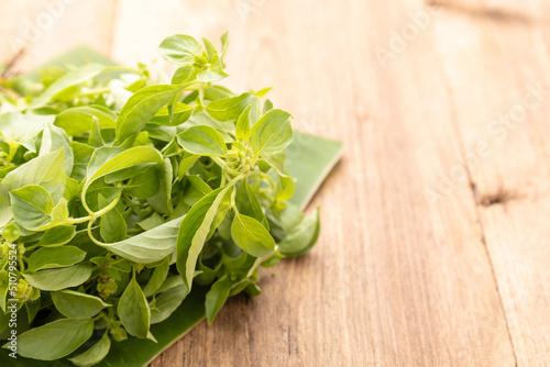 Bundle of Thai green basil leaf or Hairy Basil on wooden table background. Food and healthcare concept