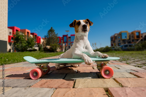 Jack russell terrier dog rides a skateboard outdoors on a hot summer day. photo