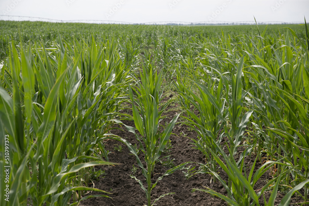 Obraz premium Low altitude aerial photo of maize also known as corn is a cereal grain which has become a staple food in many parts of the world with the total production of surpassing that of wheat or rice