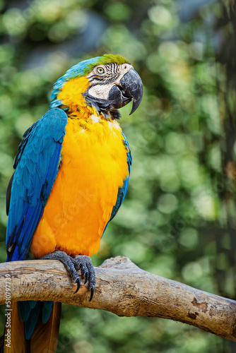 A blue and yellow macaw sits on a tree branch.  