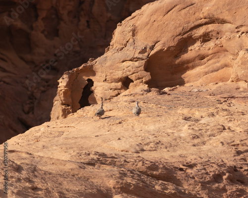 Travel in Jordan: wildlife and human habitation in an inhospitable yet amazing land photo