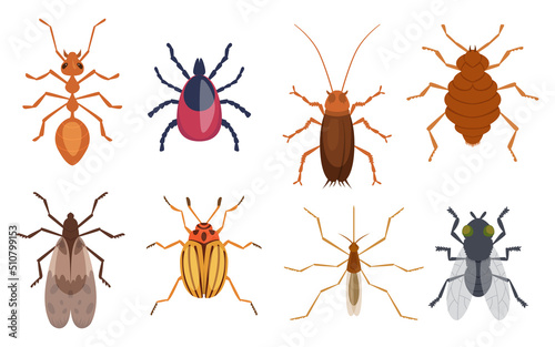 Harmful insects. Pests ants centipedes roaches bugs sprayers exact vector cartoon template protection form insects