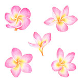 Watercolor hand drawn set of frangipani flower tropical exotic plumeria isolated on white background