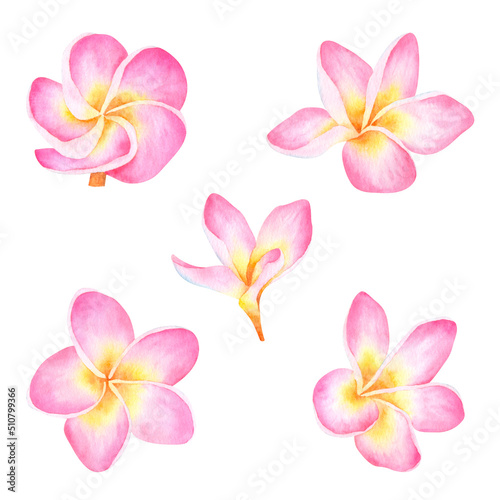 Watercolor hand drawn set of frangipani flower tropical exotic plumeria isolated on white background