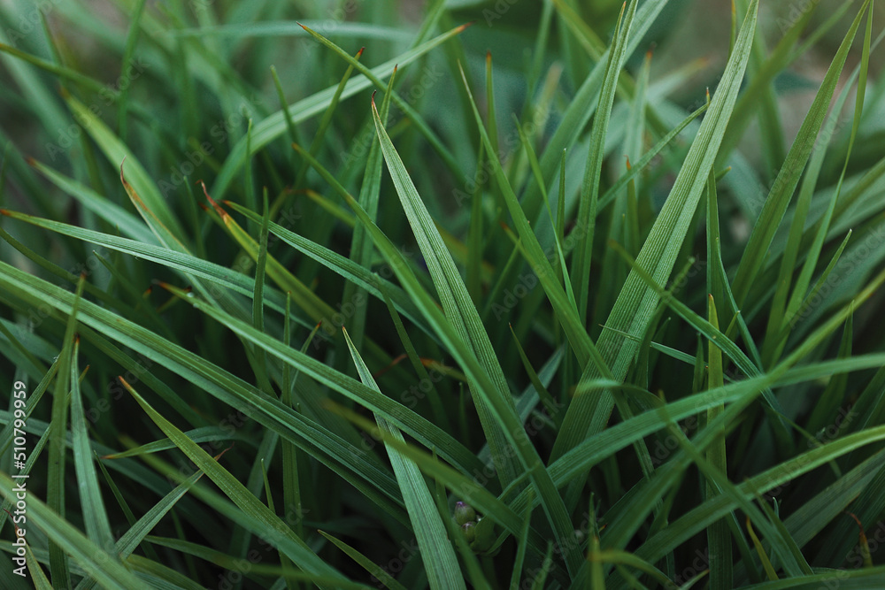 close up of fresh green grass. nature background with copy space. design template close up of fresh green grass. nature background with copy space. design template