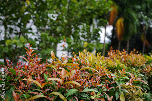 Fresh Syzygium australe bushes in home villa garden photo