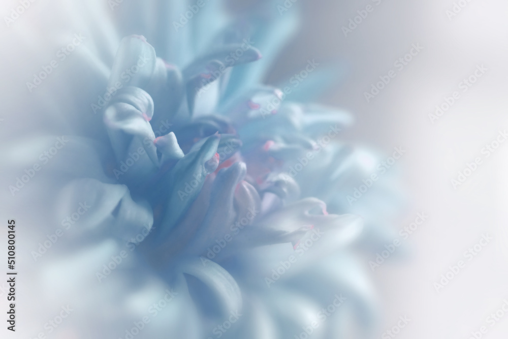 Chrysanthemum flower with soft focus. A flower on a  foggy background. Close-up. Nature. 
