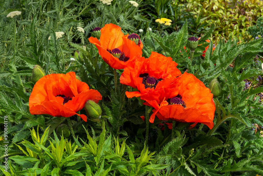 Papaver Orientale Allegro