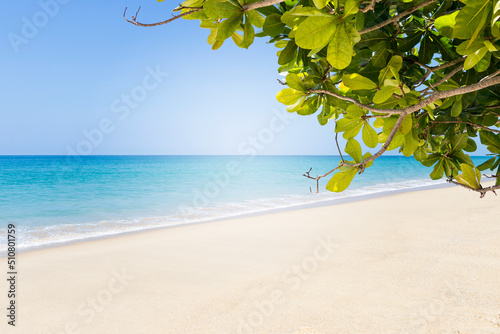 Terminalia catappa leaves with tropical beach background, nature background, Tropical tree, Summer beach background, outdoor day light, empty clean fine sandy beach, tropical island © sirirak