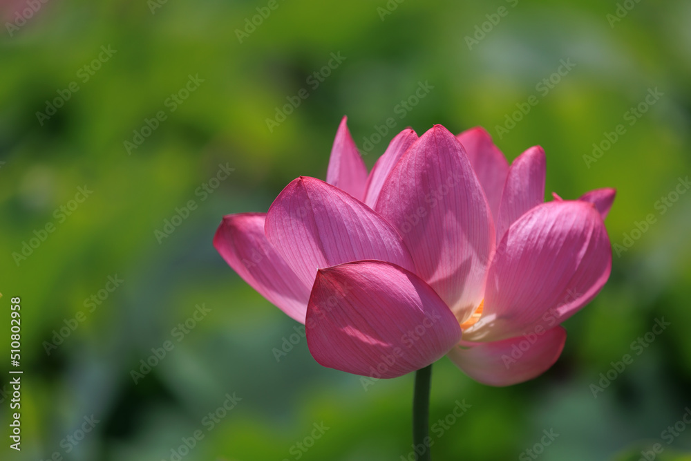 夏の日差しを浴びて風に揺れるハスの花
Hasu flowers swaying in the wind in the summer sunshine