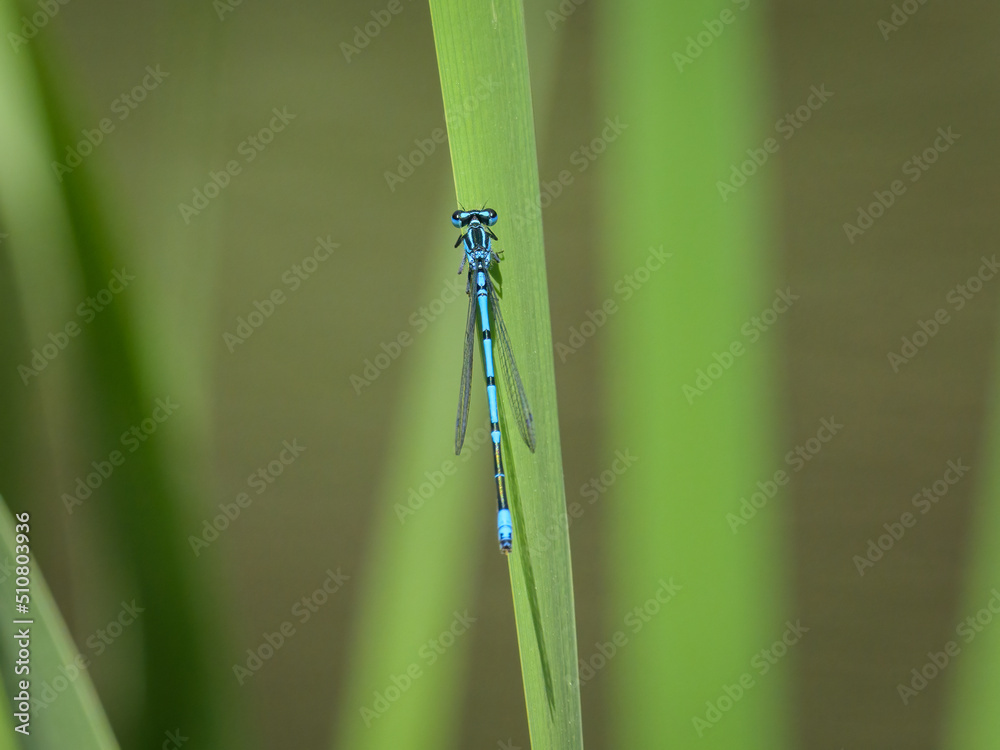 An azure damselfly resting on a green leaf An azure damselfly resting on a green leaf