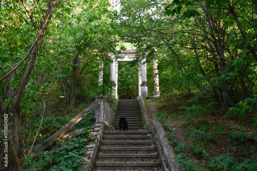 Abandoned vintage cement gazebo with columns  black pug dog standing on large old stone stairs  lost place among green trees in forest wilderness  ancient architecture  old ruined pillars in garden.