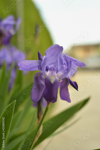 Fototapeta Naklejka Na Ścianę i Meble -  Iris viola su sfondo sfuocato