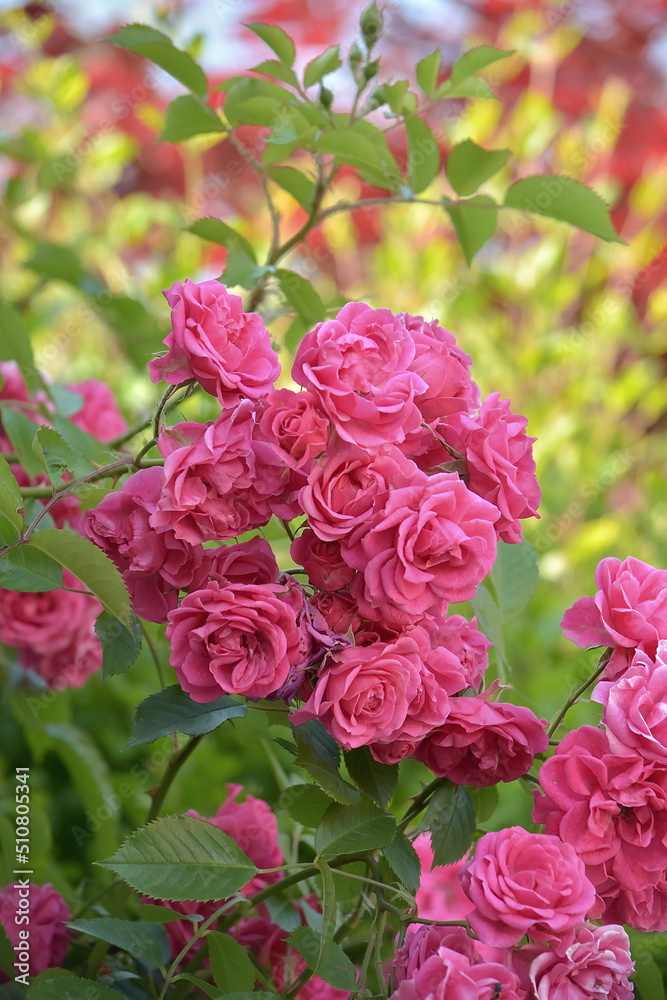 Fototapeta premium Pianta di rose di color rosa su sfondo verde