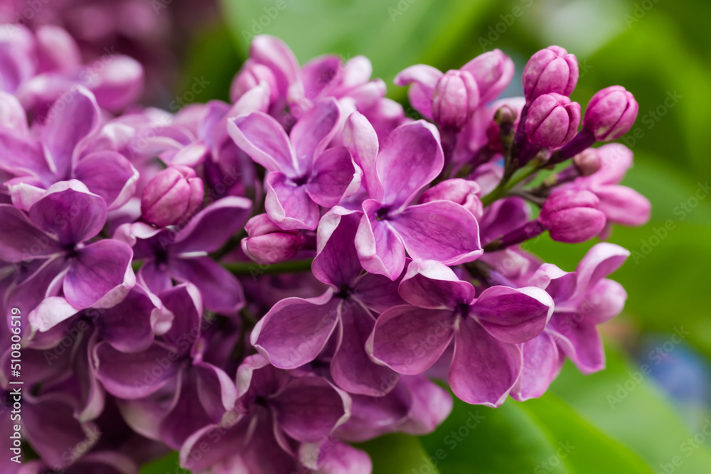 Inflorescence of the purple lilac close-up in selective focus Inflorescence of the purple lilac close-up in selective focus