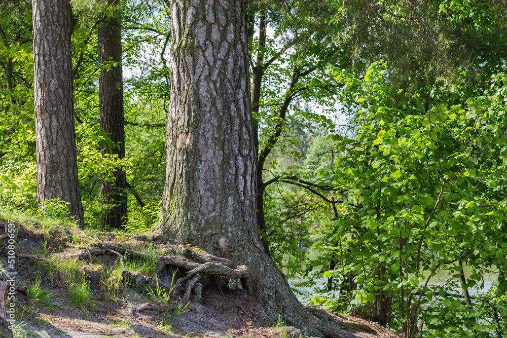 Trunk and exposed roots of pine tree on steep coast Trunk and exposed roots of pine tree on steep coast