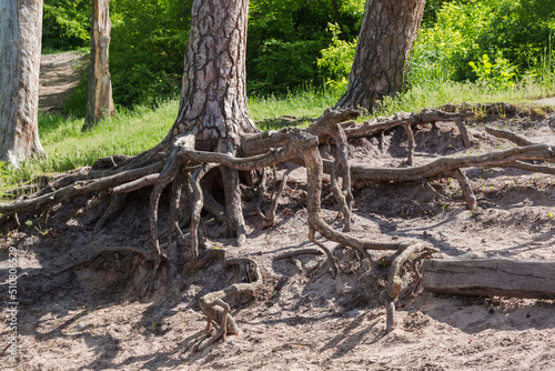 Exposed roots of the old pine tree on sandy slope