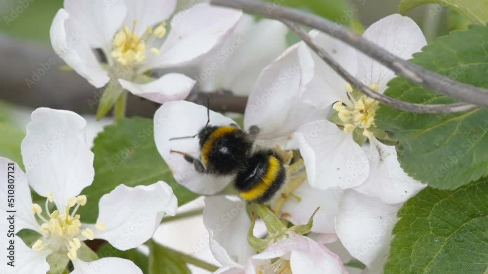 A bee flying around the different flowers doing pollination for the apple tree in Estonia A bee flying around the different flowers doing pollination for the apple tree in Estonia