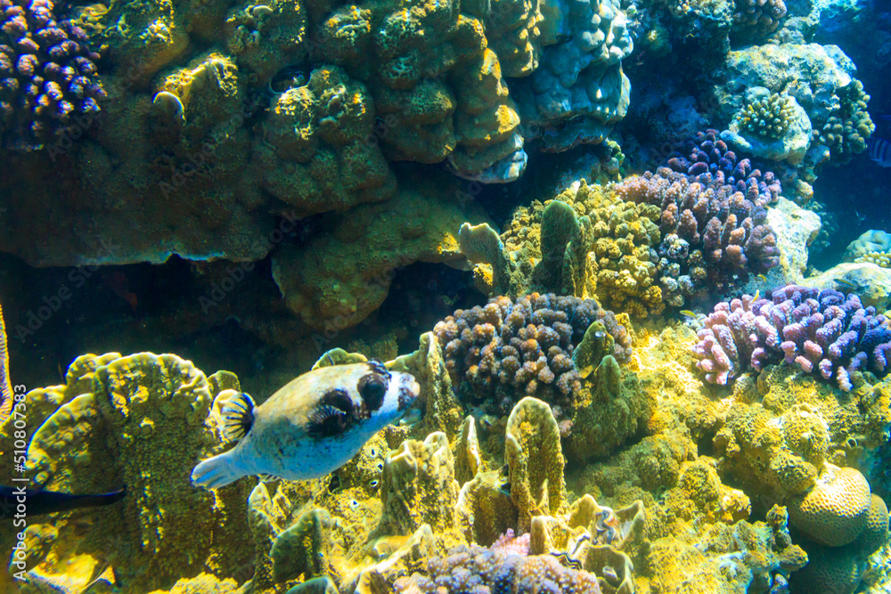 Obraz premium Masked puffer (Arothron diadematus) on coral reef in the Red sea in Ras Mohammed national park, Sinai peninsula in Egypt