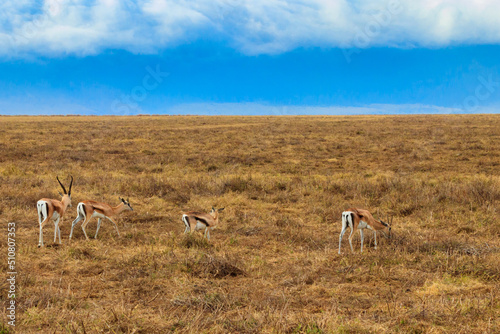 Herd of Thomson's gazelle (Eudorcas thomsonii) in Ngorongoro Crater National Park in Tanzania. Wildlife of Africa