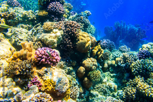 Coral reef in the Red sea in Ras Mohammed national park. Sinai peninsula in Egypt