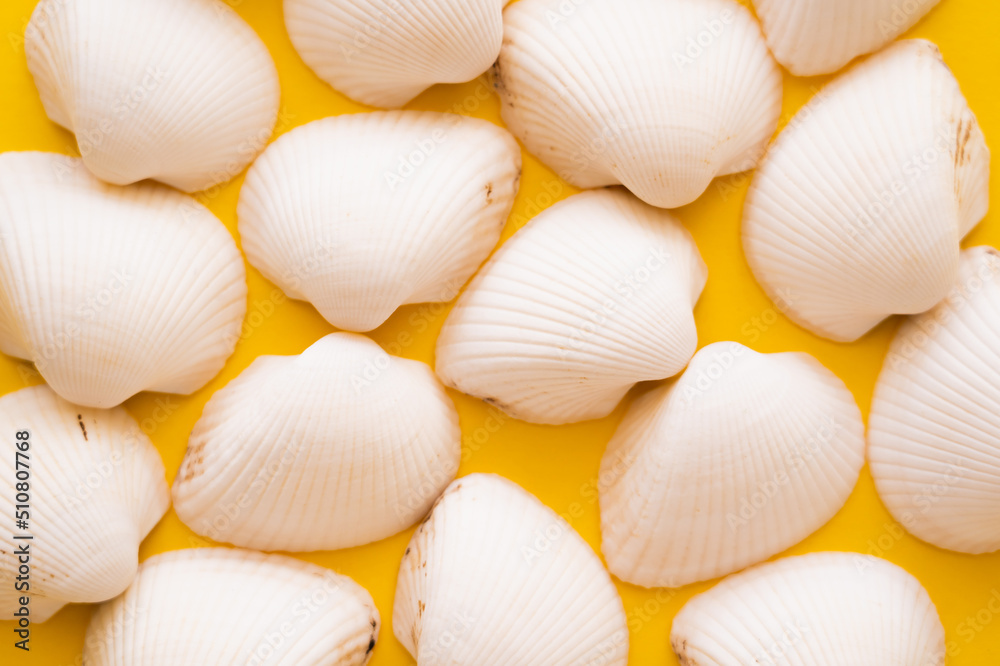 Top view of white seashells on yellow background.