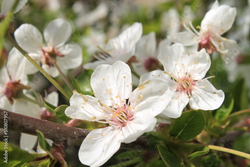 tree blossom