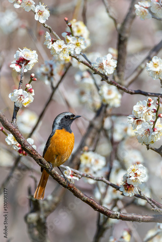 ジョウビタキと梅の花